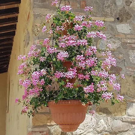 Podere Vigna Del Sole Farma *